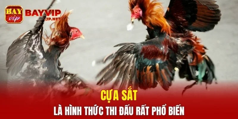 Cựa sắt là hình thức thi đấu rất phổ biến
