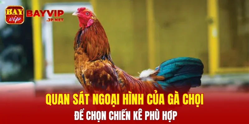 Quan sát ngoại hình của gà chọi để chọn chiến kê phù hợp